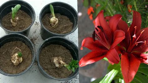Best Way To Grow Lilium Bulbs Herbal Plant Power
