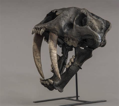 Smilodon Fatalis Saber Toothed Cat Skull Replica Etsy In 2020