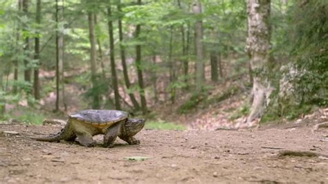 Common Snapping Turtle Walking With Mouth Open Stock Footage Video