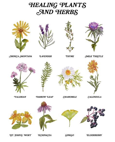 Types Of Flowers Wild Flowers Different Kinds Of Flowers Healing