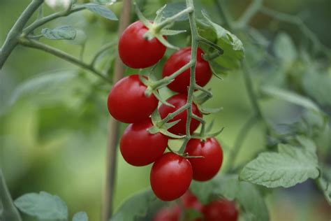 Ruby Crush Tomato Treated Seed Seedway