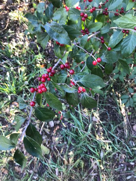 What Is This Bush With Red Berries Ne Kansas Whatsthisplant
