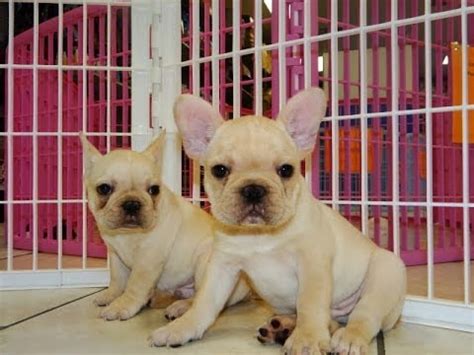Beauty, health and personality— these two girls have it all, and their offspring have continued their legacy. French Bulldog, Frenchie, Puppies, Dogs, For Sale, In ...