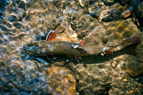 Southern Appalachian Brook Trout Wild South