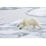 Polar Bear On Sea Ice Spitzbergen Photograph By Dickie Duckett
