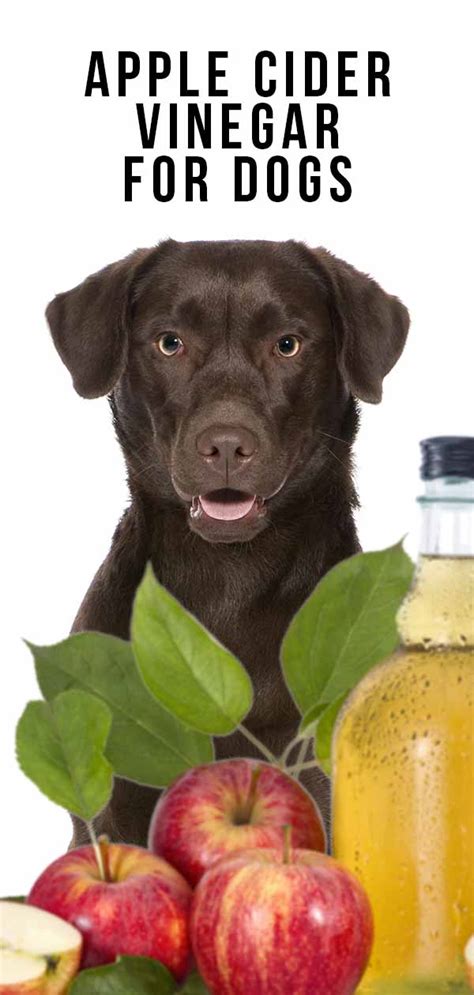 Apple Cider Vinegar For Dogs Does It Really Work