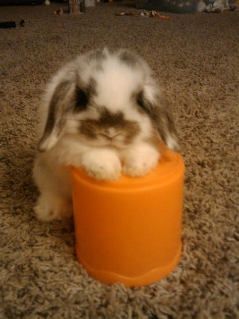 Baby Holland Lop Ready For A New Home Cute Baby Bunnies Cute Animals