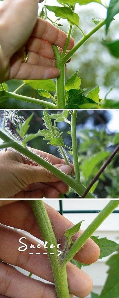 How To Prune Tomatoes By Imad Karrari Plants Tomato Pruning Growing