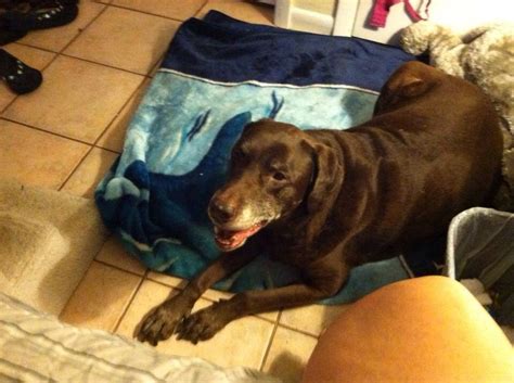Visit the image link for more details. #FOUNDDOG 11-18-13 #TAMPA #FL CHOCOLATE #LAB FEMALE cysts on stomach W VAN BUREN DR 256-599-8459 ...