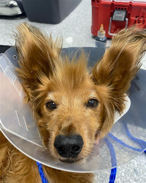 Rockwall Urgent Vet - Home