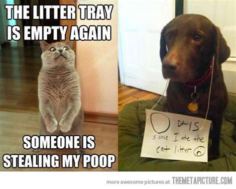 Dog Vs Cats Who Wins Litter Tray Memes