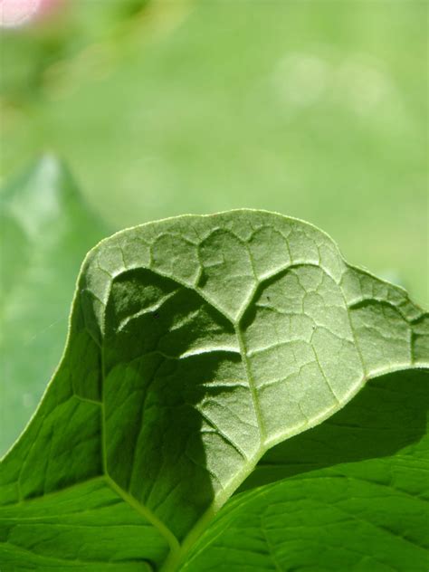 Free Images Nature Leaf Flower Green Herb Produce Natural
