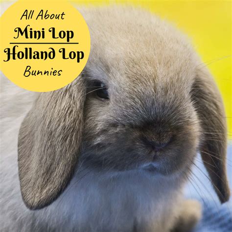 Bunny Breed And Size Guide Mini Lop Holland Lop Rabbits Pethelpful