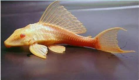 Freshwater Fish Catfish Corydoras Albino High Fin Red Eye Sucker Fish