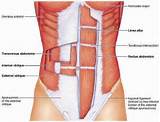 Core Muscles Swimming Images