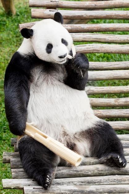Premium Photo Giant Panda Eating Bamboo In Nature