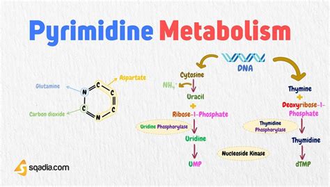 Pyrimidine Metabolism Pyrimidine Degradation Pathway