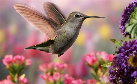 From the name, you can guess its color. 25 Flowers That Attract Hummingbirds