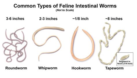 Common Types Of Worms In Cats Pawspace