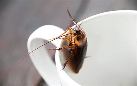 How To Get Rid Of Roaches On Your Jacksonville Property