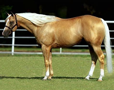 Aqha Palomino Stallion A Shiner Named Sioux Horses Palomino Horse