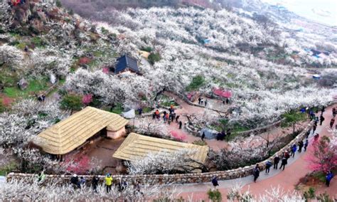 매화꽃의 향연 광양매화축제 3월15일 개막