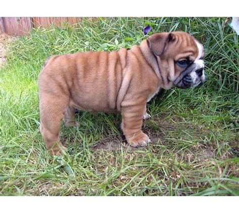 Bulldog puppies with full registration are raised not however, because of this characteristic, they are easy to get fat. fat tan Bulldog puppy with black and white spot on it's face.jpg (1 comment)