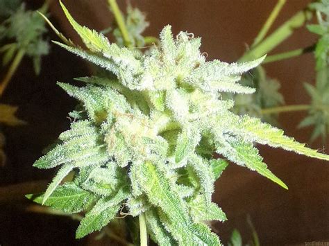 Joesy whales threw out a batch of seeds at first because it wasn't quite the result he wanted. Gorilla Glue (de Zamnesia) :: Info de Variedad