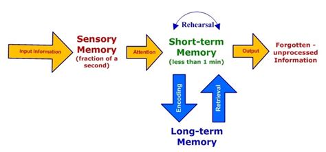 What Is Sensory Memory Know The Types Examples And Facts About This