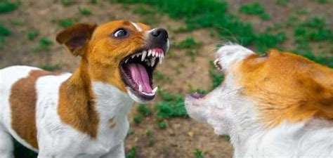 Cómo Parar Una Pelea Entre Perros De Forma Segura