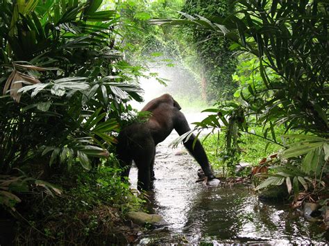 Your Guide To Gorilla Trekking In Bwindi National Parkthe Fairytale