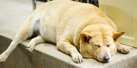 La Unam Alerta Sobre Obesidad En Perros Viven Menos Asegura Nvi Noticias