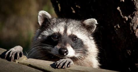Raccoon Hunting On Its Way Back