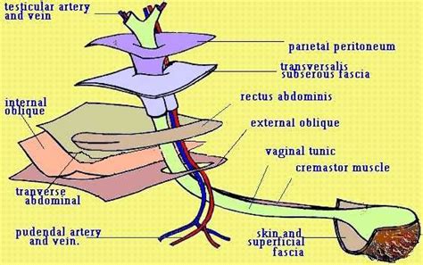 The inguinal canal has an oblique course, is 4 cm in length and has two openings inguinal canal veterinary - Google Search | Vet medicine ...