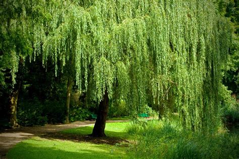 Growing A Weeping Willow Tree Salix Babylonica
