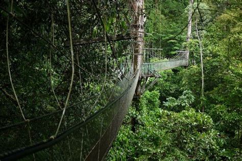 Walking up penang hill is a really good way of getting to the top, as the road takes you through 5 km of shaded forest and its a good way to spend the day where to go to walk up penang hill. ماذا يمكنك أن ترى في منتزه بينانج الوطني ماليزيا - ام القرى