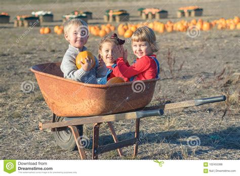 Happy Kids Sitting Inside Wheelbarrow At Field Pumpkin Patch Stock