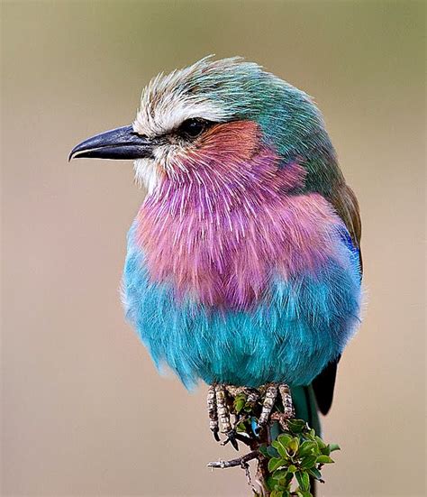 Amazing And Funny Pictures Colourful Birds Wallpapers