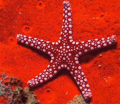 Red starfishes are first encountered on b5f in etrian odyssey iii: Phylum: Porifera Ex of Organism: Sponge Scientific name: