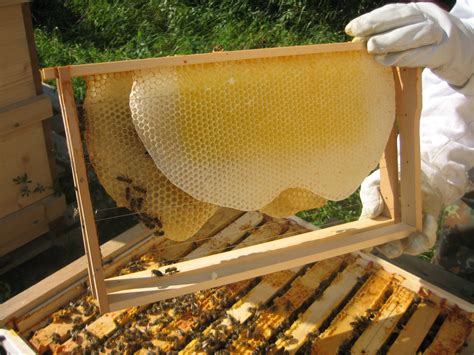 Pure Nature Raw Honey Propolis Pollen Bee Air Apilarnil Apitoxin