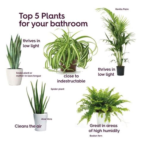 Choose The Most Fitting Bathroom Plants