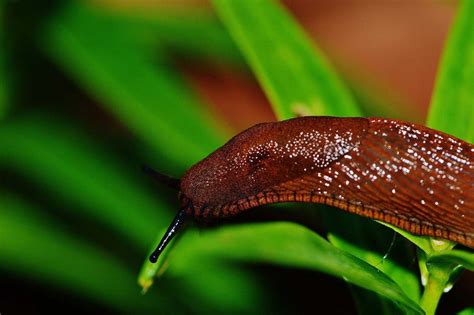 How To Get Rid Of Slugs In Plants In The Home Garden Gardening Tips