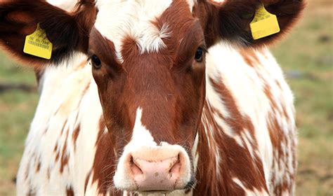 Dairy Farmer Fined 15k For Breaking 200 Cows Tails Vegnews