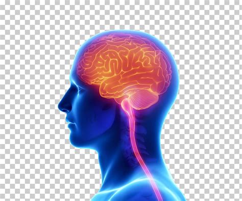 Si tu cerebro no recibe suficiente sangre que le provea el oxígeno y los nutrientes que. Descargar libre | Explicación del accidente ...