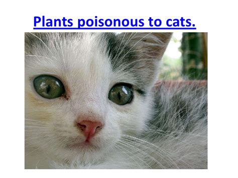 There are lots of plants that are commonly found in your (whether indoor or outdoor) garden that are harmful to cats and dogs. Plants poisonous to cats