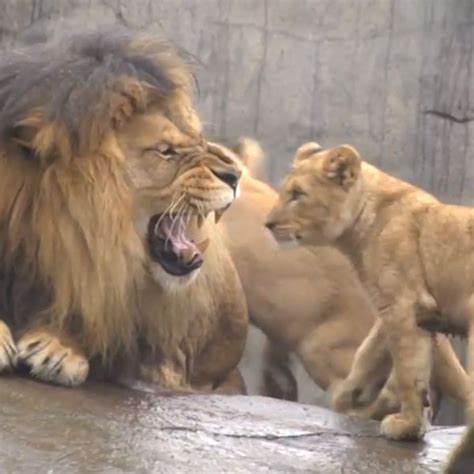 Lion Cubs Play With Their Dad For The First Time—watch E Online