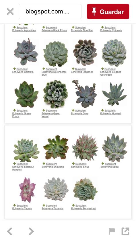 Succulents Names And Images Types Of Succulent Plant