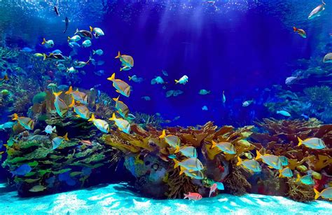 Underwater Paradise Wallpapers Top Free Underwater Paradise