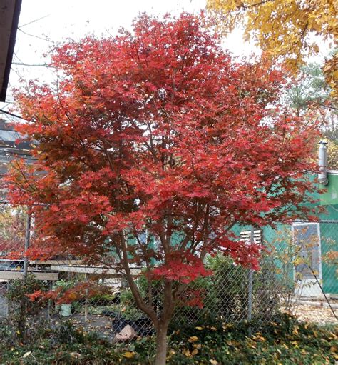 Acer Palmatum Trompenburg Japanese Maple Leafland Wholesale Tree Nursery