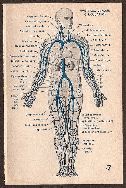 Medical Diagram Medical Illustration Sport Illustration Scientific